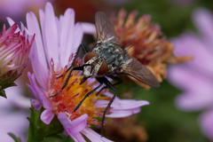 Tachininae