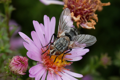 Tachininae