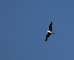 Larus fuscus