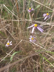 Galatella aragonensis