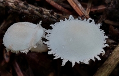 Cystolepiota seminuda