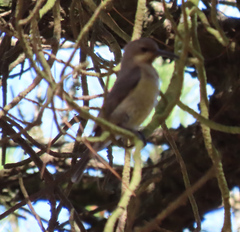 Nectarinia famosa