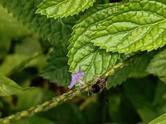 Ropalidia sumatrae