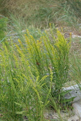Solidago mexicana