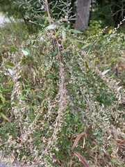 Artemisia vulgaris