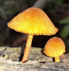 Pholiota granulosa