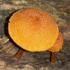 Pholiota granulosa