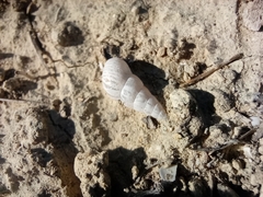 Cochlicella acuta