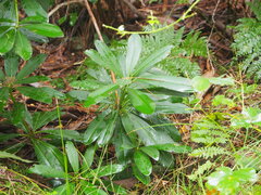 Rhododendron ponticum