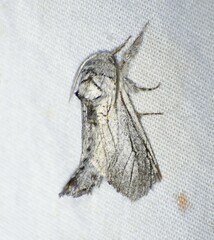 Inguromorpha itzalana