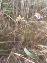 Galatella aragonensis