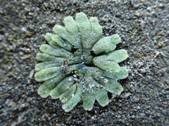 Riccia frostii
