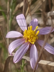 Galatella aragonensis