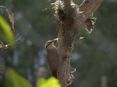 Lepidocolaptes angustirostris