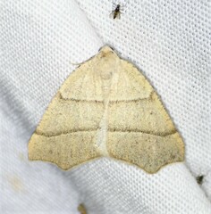 Drepanulatrix bifilata