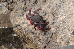 Grapsus adscensionis
