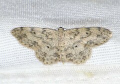 Scopula plantagenaria