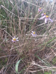 Galatella aragonensis