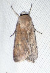 Anicla biformata