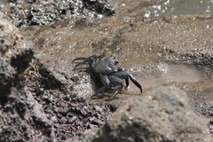 Grapsus adscensionis