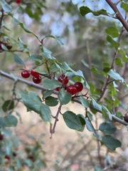 Rhamnus ilicifolia