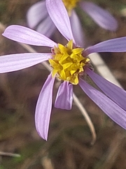 Galatella aragonensis