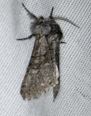 Pseudopanthea palata