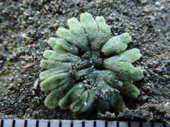 Riccia frostii