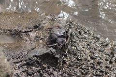 Grapsus adscensionis