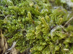 Stereodon subimponens