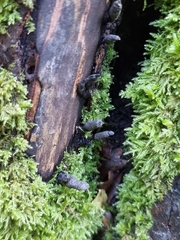 Xylaria polymorpha
