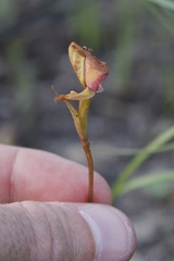 Disperis capensis capensis