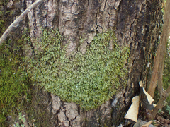 Homalia trichomanoides