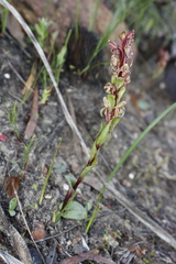 Satyrium lupulinum