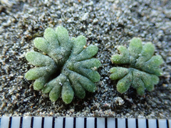 Riccia frostii