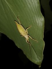 Onomarchus uninotatus