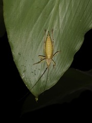 Onomarchus uninotatus