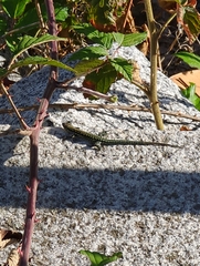 Podarcis guadarramae