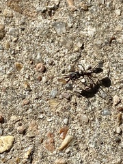 Odontomachus haematodus