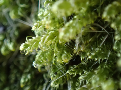 Stereodon subimponens