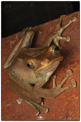 Polypedates cruciger