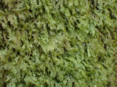 Homalia trichomanoides