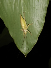Onomarchus uninotatus