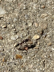 Odontomachus haematodus