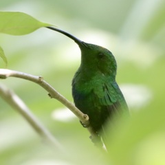 Eulampis holosericeus