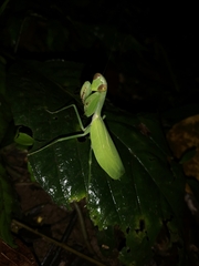 Hierodula latipennis