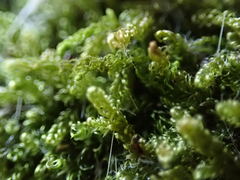 Stereodon subimponens