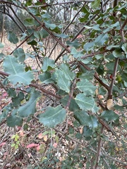 Rhamnus ilicifolia