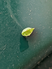 Prolimacodes badia