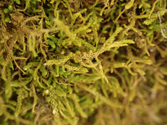 Claopodium crispifolium